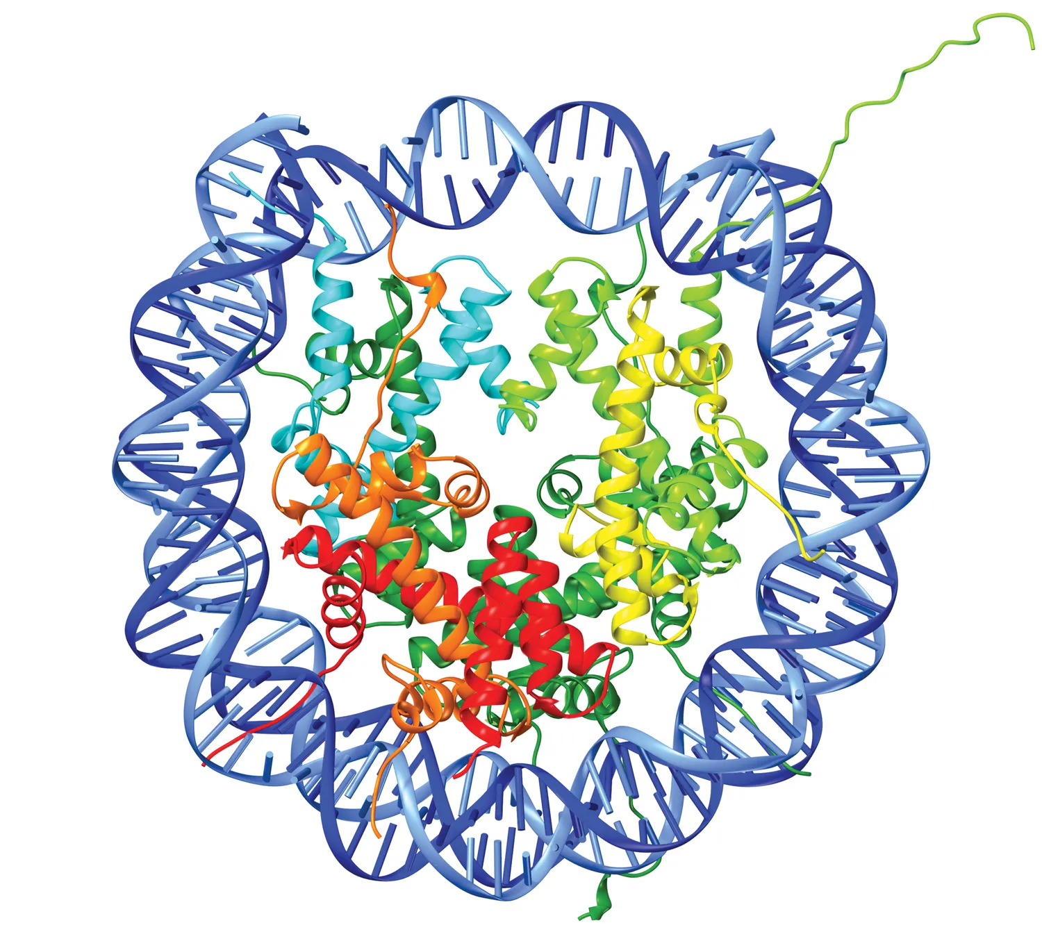 Ribbon diagram visualization highlighting protein structure